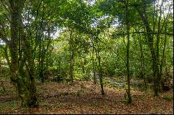 Hidden Nature Paradise in Suerre Guapiles