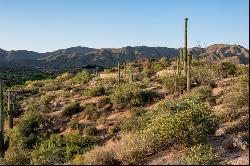 Saguaro Forest 117