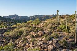 Saguaro Forest 117