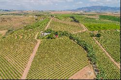 Lifestyle Table Grape Farm of 47 hectares