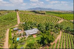 Lifestyle Table Grape Farm of 47 hectares