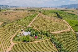 Lifestyle Table Grape Farm of 47 hectares