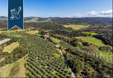 Fantastic agritourism resort surrounded by olive trees