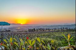 Lifestyle vineyard farm in the Cape Winelands