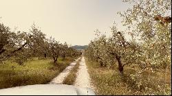 Montepulciano Vineyard Estate, Montepulciano, Tuscany