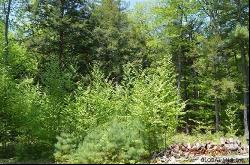 Lot 1 Valley Woods Road, Bolton Landing NY 12814