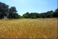 Rustic plot in a rural setting for sale in Llubi, Mallorca, Inca 07300