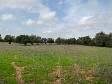 Rustic plot with possibility to build for sale in Cas Concos, Fe, Felanitx 07200