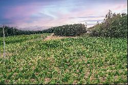Averill Creek Vineyard Winery
