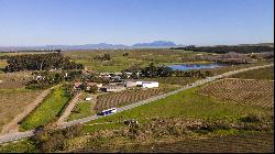 92 HA WINE FARM OF WHICH 75 HA'S OF VINEYARDS, SEVEN CULTIVARS PLUS A VIEW OF TABLE MOUNT