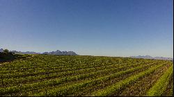 92 HA WINE FARM OF WHICH 75 HA'S OF VINEYARDS, SEVEN CULTIVARS PLUS A VIEW OF TABLE MOUNT