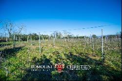 MODERN WINE CELLAR FOR SALE IN ORVIETO, UMBRIA