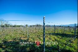 MODERN WINE CELLAR FOR SALE IN ORVIETO, UMBRIA