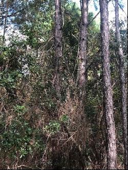 47 +/- Acres Live Oak Lane, Blackshear GA 31516