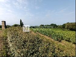 Small vineyard estate for sale of 6.86 ha with farm buildings in excellent condition