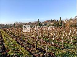 Small vineyard estate for sale of 6.86 ha with farm buildings in excellent condition