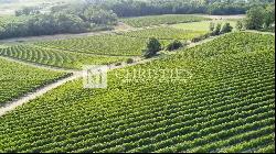 For sale beautiful 18-ha vinyard estate in a dominant position overlooking the vineyard v