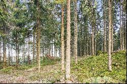 Forest property of 52 hectares