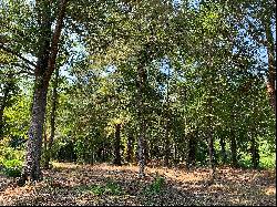 Perfect Nature Lovers Waterfront Lot in East Texas!