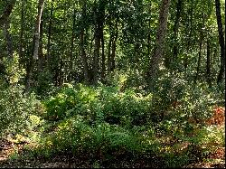 Perfect Nature Lovers Waterfront Lot in East Texas!