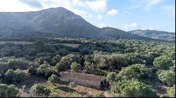 Extensive agricultural Finca with several buildings for sale in , Arta 07570