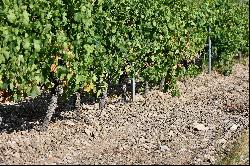 Cru La Livinière organic and HVE winegrowing estate 46 ha