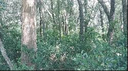 Daughtery Road, Zephyrhills FL 33540