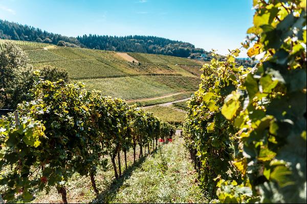 Investment - Vineyard in Baden-Baden