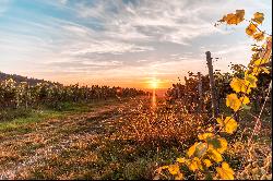 Investment - Vineyard in Baden-Baden