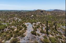 Saguaro Forest 338