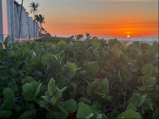 Sanibel