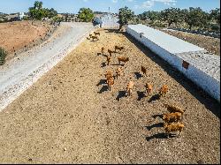 Livestock pasture with farmhouse and stud farm