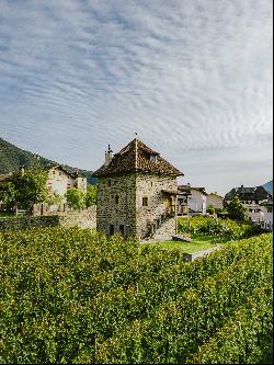 HISTORICAL VINEYARD