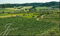 Sale Vineyards and Winery with D.O. : La Alcarria Conquense.