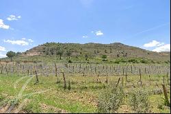 Sale Vineyards and Winery with D.O. : La Alcarria Conquense.