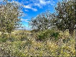 Alamito Overlook, Ranch Road 169, Marfa, TX 79843