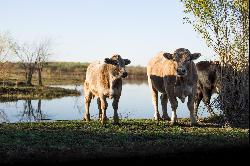 Onion Creek Ranch