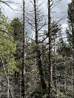 Lot 1407 Camino Real, Angel Fire NM 87710