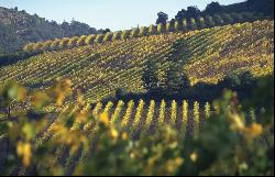 LIMOUX, very nice vineyard 28 ha, complete work tool, turnkey