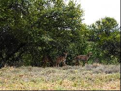 Ntoni Game Farm, Cradock, Eastern Cape, 5880