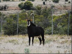 Ntoni Game Farm, Cradock, Eastern Cape, 5880