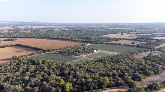 Large rustic finca to reform for sale in Villafranca de Bonany, , Vilafranca de Bonany 072