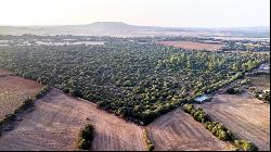 Large rustic finca to reform for sale in Villafranca de Bonany, , Vilafranca de Bonany 072