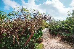 Gumbo Limbo