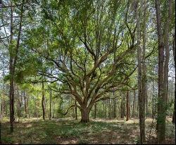 Lot 3 Button Bush Drive, Covington LA 70433