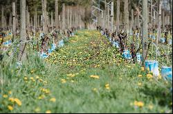 Backyard Vineyards