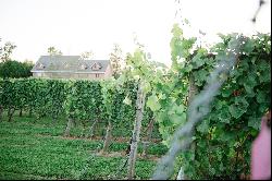 Backyard Vineyards