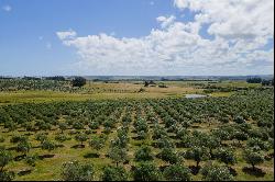 Olive grove of 28 ha (69 acres) in Garzón.