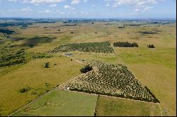 Olive grove of 28 ha (69 acres) in Garzón.