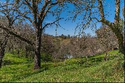 Gods Hill, Amador City, CA 95601